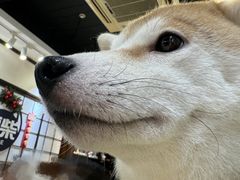 -逗柴咖啡屋·狗咖猫咖宠物桌游