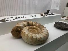 -青岛贝壳博物馆