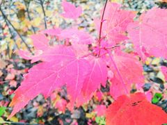 -长春公园(普阳街道)