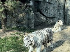 -北京野生动物园