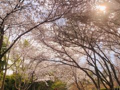 -红梅公园