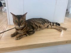 -李小姐の猫咖啡馆(五角场店)