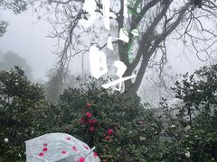 -南山植物园