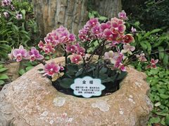 -亚龙湾热带天堂森林公园