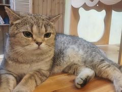 -猫色咖啡·猫咖