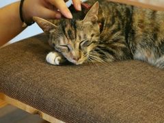 -猫的天空之城概念书店(杭州南宋御街店)