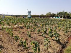 -武汉紫薇都市田园