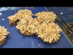 -三亚火车头万人海鲜广场