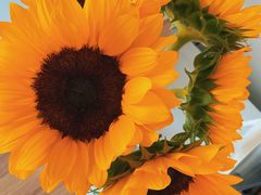 -朝来春花卉市场-东停车场