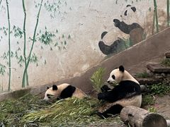 -中国大熊猫保护研究中心雅安碧峰峡基地