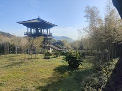 -大唐贡茶院