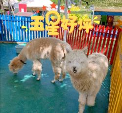 -萌宠亲子动物乐园(槐房万达店)