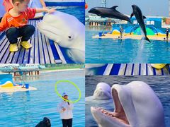 -秦皇岛乐岛海洋王国