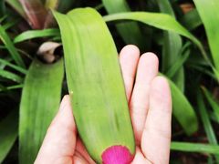 -中国科学院华南植物园