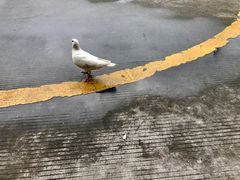 -弘法寺斋菜馆素食