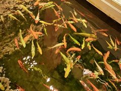 -龙悦湾酒家·八阵鱼生·渔人码头店