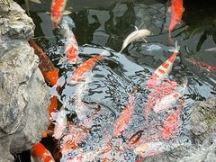 -白天鹅宾馆-宏图府餐厅