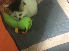 -九寸钉自助·炭火烤肉烧烤(欧乐时尚广场店)