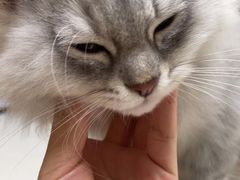 -瑞鹏宠物医院·超声·骨科·奇麟分院(蜀都万达店)