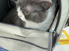 -安安宠医宠物医院·异宠·犬猫内科(岳阳分院)