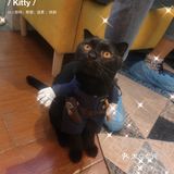呼和浩特｜小巷里的猫客厅