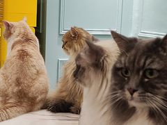 -安格丽娜·狗咖·猫咖羊驼咖(春熙路百盛商场店)