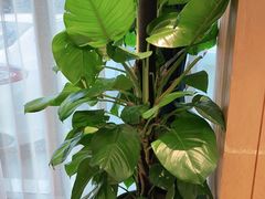 -解家河南菜(商鼎路店)