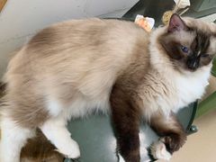 -猫在这儿猫咪咖啡馆·撸猫馆