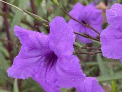 -上海植物园-4号门售票处