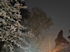 -武汉大学-樱园