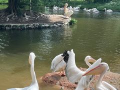 -深圳野生动物园