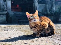 -上海西上海奥杰奥迪汽车销售有限公司(真如店)