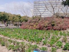 -春花秋色城市公园