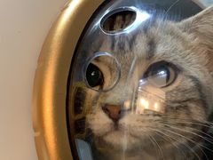 -美联众合宠物医院·爱萌分院·内外科·猫科中心