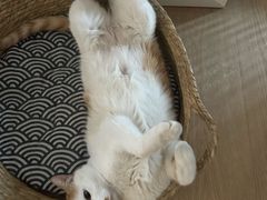 -纳吉亚猫专科动物医院博雅分院