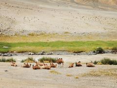 -新疆天山野生动物园