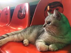 -猫咪博物馆(顶澳仔猫街店)