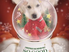 -翊宠yipet猫狗购宠庄园犬舍•猫舍