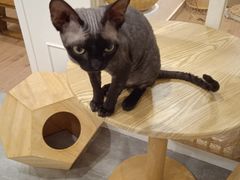 -楼上猫咖(罗湖店)