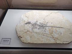 -辽宁古生物博物馆