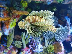 -上海海洋水族馆