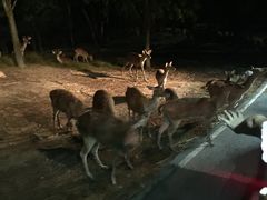 -清迈夜间动物园