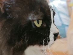 -有猫主题·治愈系猫咖(曾厝垵店)