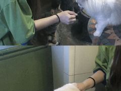 -猫猫幼稚园·撸猫·桌游·电玩