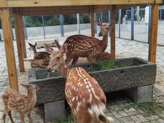 -长白岛森林公园