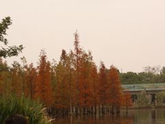 -白鹭湾湿地公园