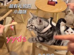 -猫咪派对(江南西店)