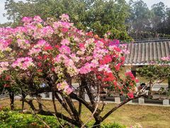 -东莞植物园