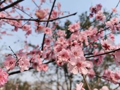 -重庆彩云湖湿地公园