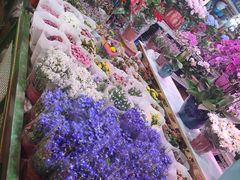 -朝来春花卉市场